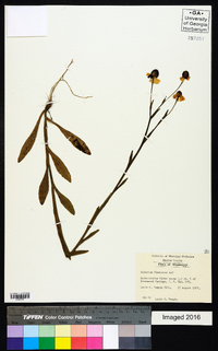 Helenium flexuosum image