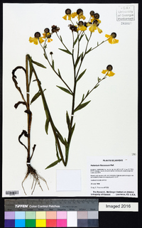 Helenium flexuosum image