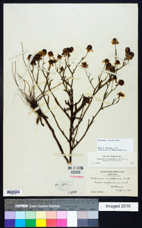 Helenium flexuosum image