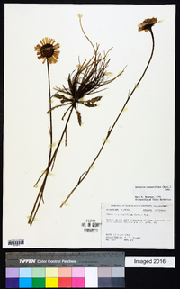 Helenium pinnatifidum image