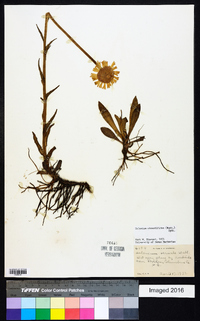 Helenium pinnatifidum image