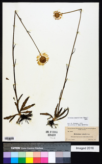 Helenium pinnatifidum image