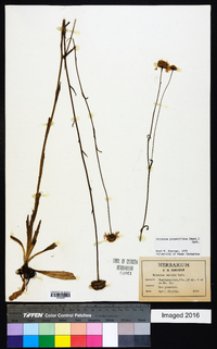 Helenium pinnatifidum image