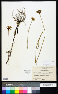 Helenium pinnatifidum image