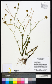 Helenium puberulum image