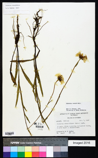 Helenium vernale image