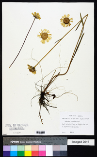 Helenium vernale image