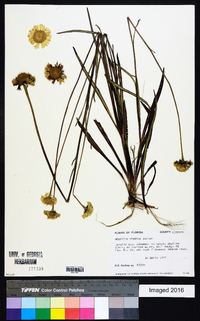 Helenium vernale image