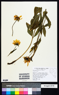 Helianthella uniflora image