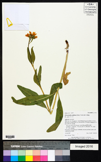 Helianthella uniflora image