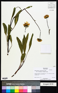 Helianthella californica var. nevadensis image