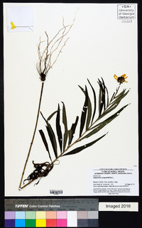 Helianthus angustifolius image