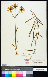 Helianthus angustifolius image