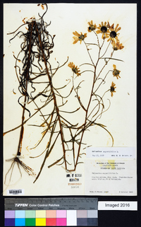 Helianthus angustifolius image