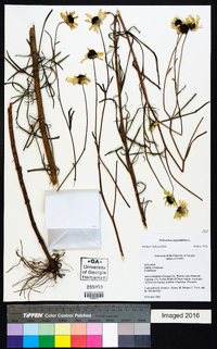 Helianthus angustifolius image