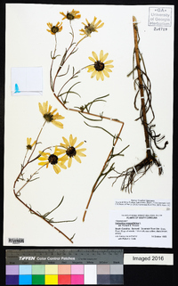 Helianthus angustifolius image