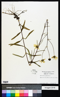 Helianthus angustifolius image