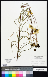 Helianthus angustifolius image