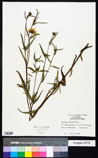 Helianthus angustifolius image