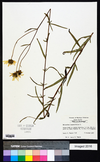 Helianthus angustifolius image