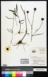 Helianthus angustifolius image