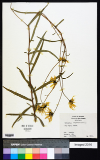 Helianthus angustifolius image