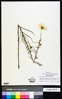 Helianthus angustifolius image