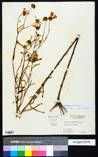 Helianthus angustifolius image