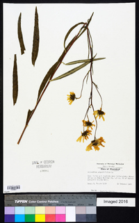 Helianthus angustifolius image