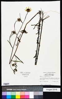 Helianthus angustifolius image