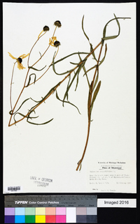 Helianthus angustifolius image