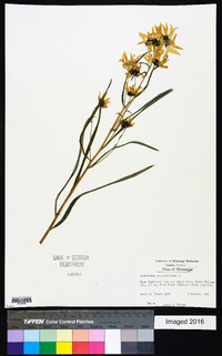 Helianthus angustifolius image