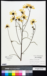 Helianthus angustifolius image