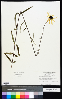 Helianthus angustifolius image