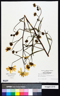 Helianthus angustifolius image