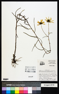 Helianthus angustifolius image