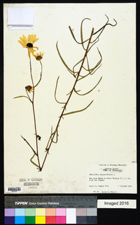 Helianthus angustifolius image