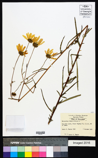 Helianthus angustifolius image