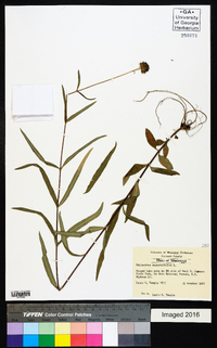 Helianthus angustifolius image