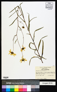 Helianthus angustifolius image