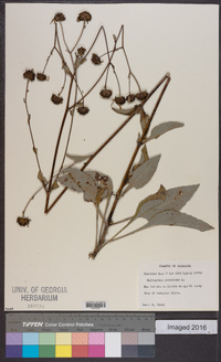 Helianthus atrorubens image