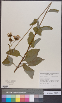 Helianthus atrorubens image