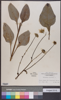 Helianthus atrorubens image