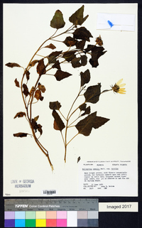 Helianthus debilis image