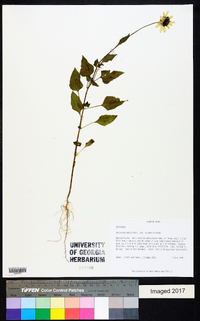 Helianthus debilis subsp. silvestris image