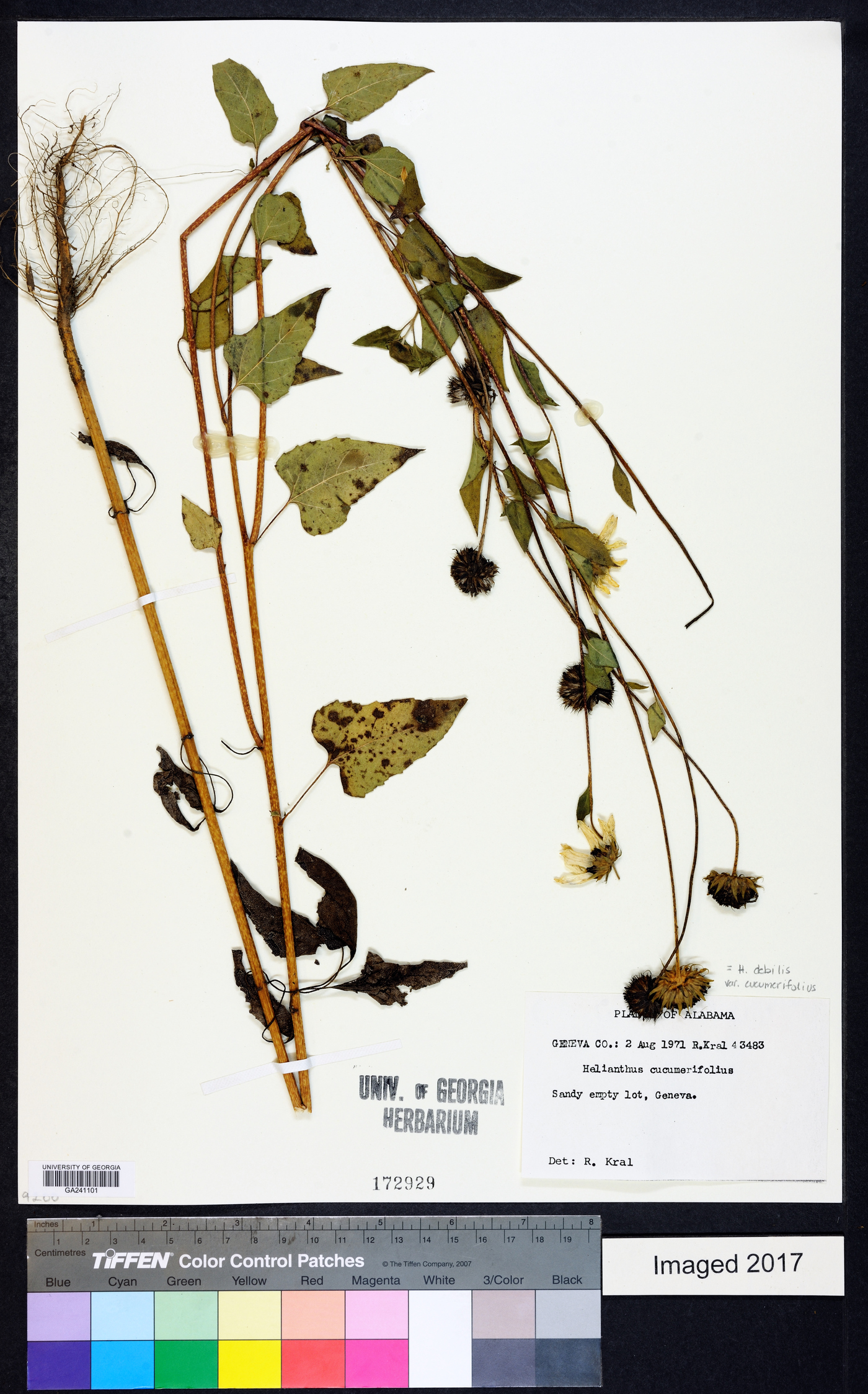 Helianthus debilis image
