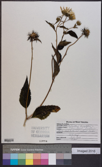 Helianthus decapetalus image