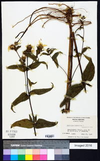 Helianthus divaricatus image