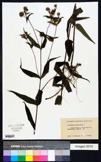 Helianthus divaricatus image