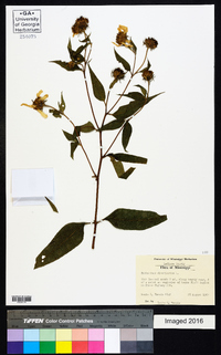 Helianthus divaricatus image